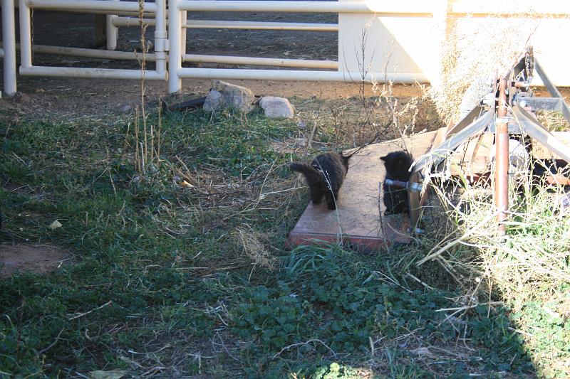20081029 Alpacas 005.jpg